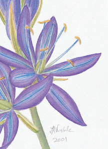 detail of Camas flower watercolor