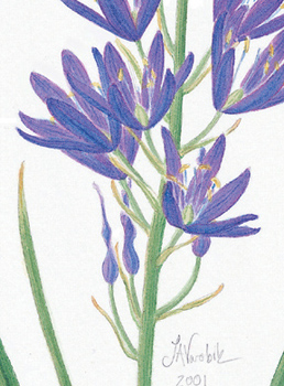 detail of painting of Great Camas