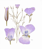 Lilac Mariposa Lily, by Vorobik