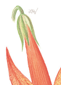 Ipomopsis aggregata, detail of watercolor