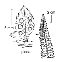 Jepson Manual fern detail