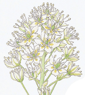 detail of Vorobik watercolor of death camas, Zygadenus venenosus (Toxicoscordium venosum)
