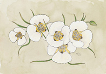 Sierra Mariposa Lily, by Vorobik