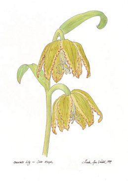 watercolor of Fritillaria affinis with yellow green flowers