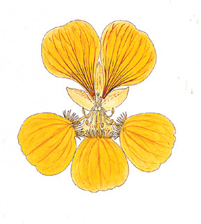 Detail of Nasturtium flower, Tropaeolum, in Vorobik watercolor